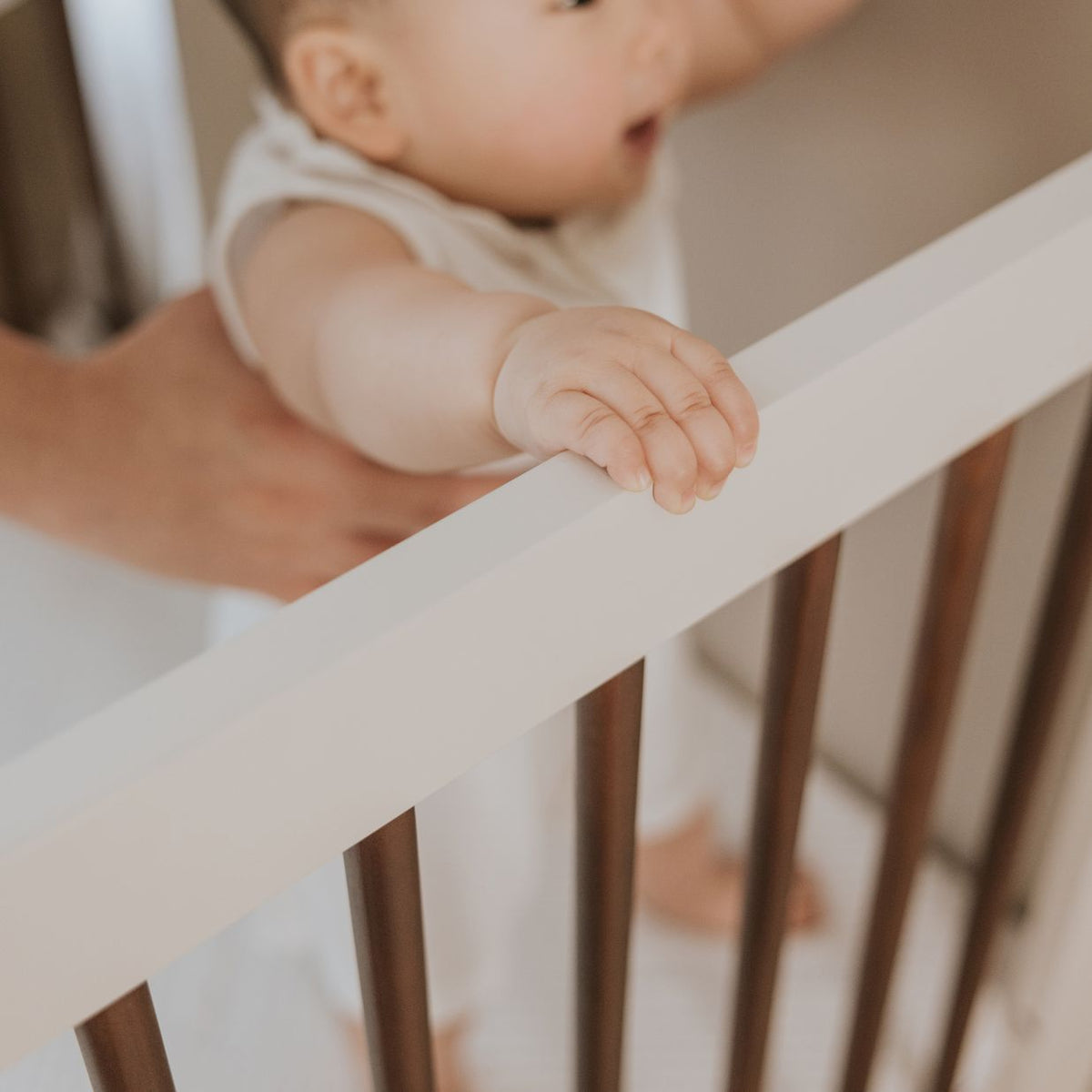 Hugo Cot - Chestnut Cream
